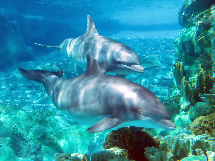 Swim with the Dolphins