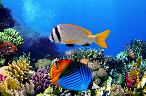 Glass Bottom Boat Excursion